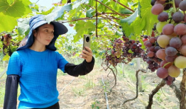 葡萄视频,探索短视频世界的魅力与奥秘