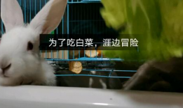 小白兔吃萝卜视频