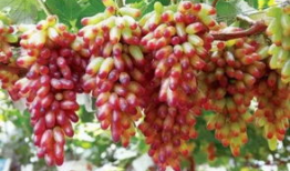 葡萄视频,探索短视频世界的魅力与奥秘