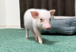 小猪视频,趣味横生的短视频盛宴