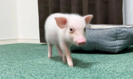 小猪视频,趣味横生的短视频盛宴