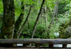 森林视频,探秘大自然的绿色王国