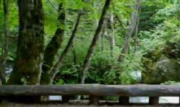 森林视频,探秘大自然的绿色王国