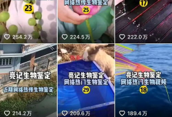 生物视频,生物视频深度解析